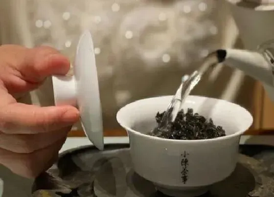 植物泡水|什么茶叶最好喝排行榜（什么品牌的茶叶好喝知名度高）