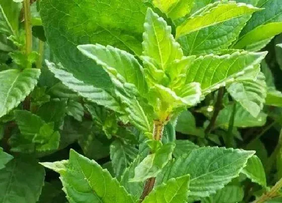 植物百科|烧仙草是什么植物 属于什么科植物