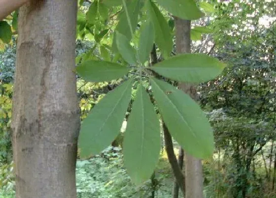 植物修剪|七叶树怎么修剪方法