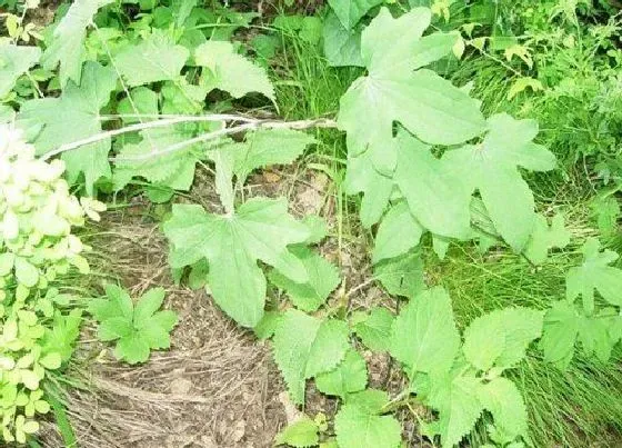植物排行|薯蓣科植物有哪些