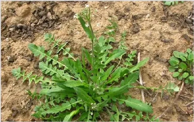 野菜种植技术 种野菜要掌握哪些要点？ | 耕种资料