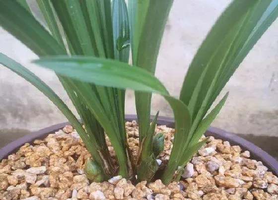 植物播种|兰花什么时候播种合适