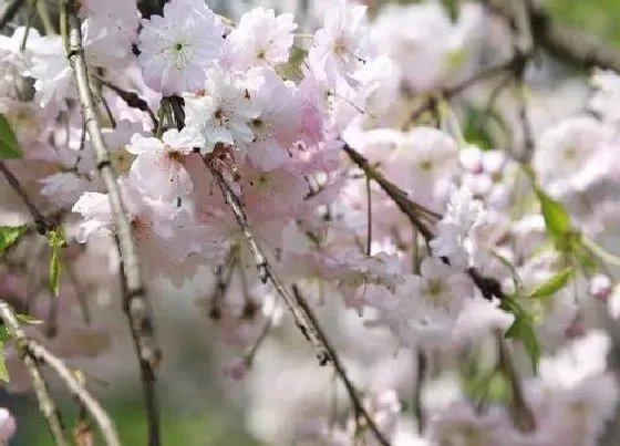 植物种类|日本晚樱是裸子植物吗