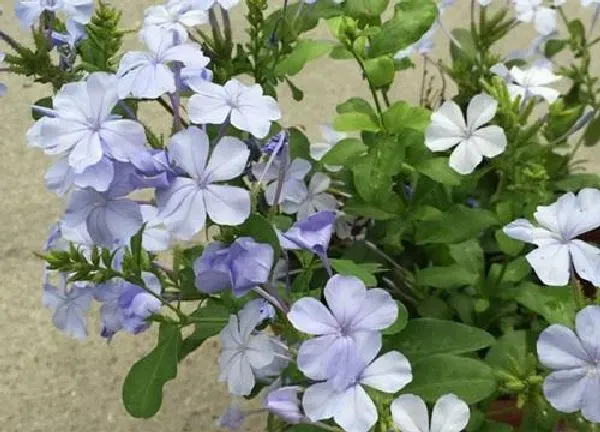养殖方法|蓝雪花怎么养殖和管理