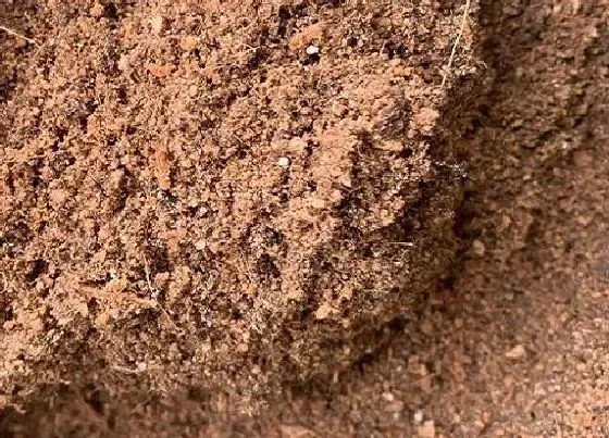 种植土壤|三角梅怎么配土 种植土壤配制方法
