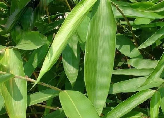 冬天植物|粽树耐寒多少度