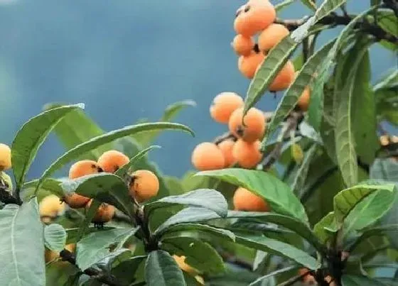 生长环境|枇杷生长环境条件及特点