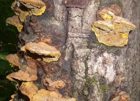 植物百科|桑黄是桑寄生吗（药材桑黄寄生树上到底有多厉害）