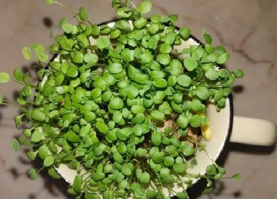 种植育种|幸运草种子的种植方法