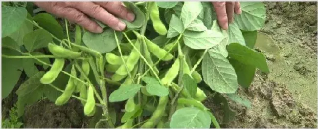 毛豆苗为什么会烂根 | 种植资料
