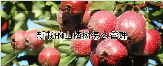 新栽的山楂树怎么管理 | 养殖技术