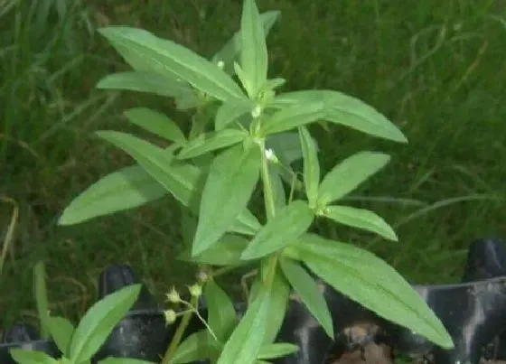 植物百科|耳草和白花蛇舌草区别