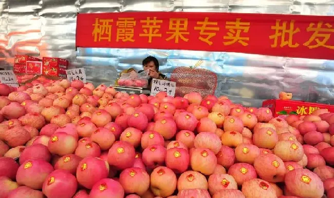 果实科普|哪里的苹果好吃又脆又甜（哪个地方产的苹果好吃又出名）