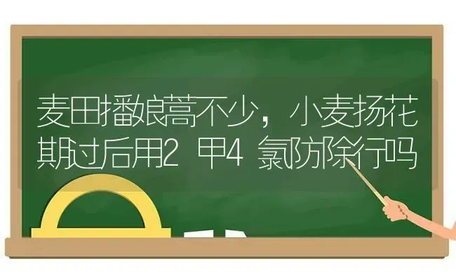 麦田播娘蒿不少，小麦扬花期过后用2甲4氯防除行吗 | 粮油作物种植