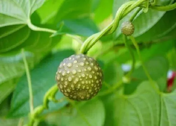 植物排行|薯蓣科植物有哪些