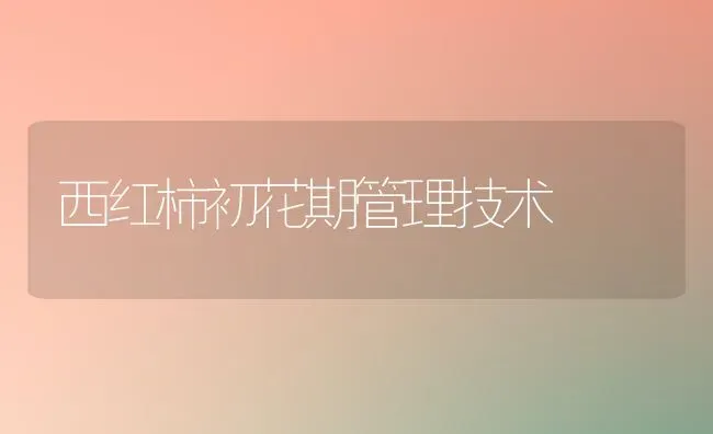 西红柿初花期管理技术 | 蔬菜种植
