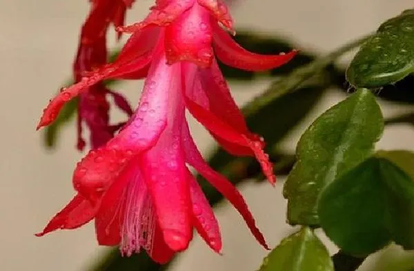 植物浇水|蟹爪兰浇水时间 浇水的正确方法和注意事项