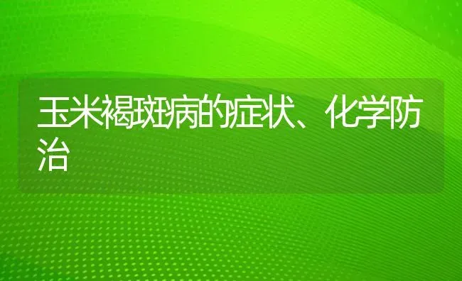 玉米褐斑病的症状、化学防治 | 粮油作物种植