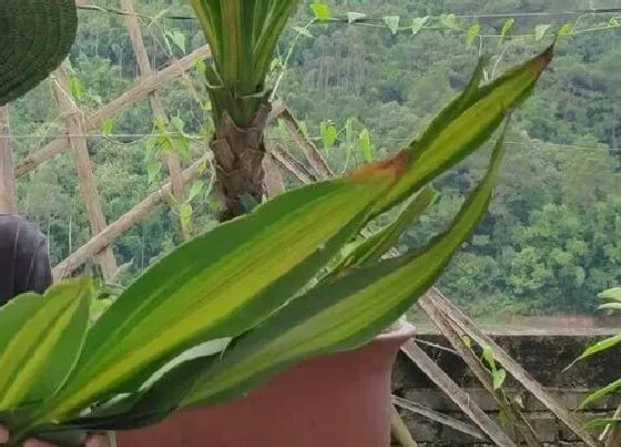植物修剪|巴西美人怎么修剪方法