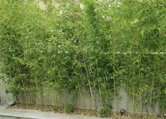 植物种类|竹子品种盆栽有哪些 盆栽竹子的种类
