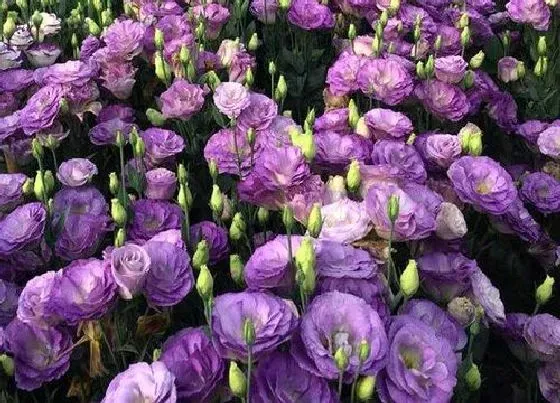 花语|洋桔梗花的花语和寓意 象征了什么意思