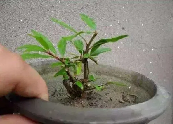 植物扦插|石榴树可以扦插繁殖吗