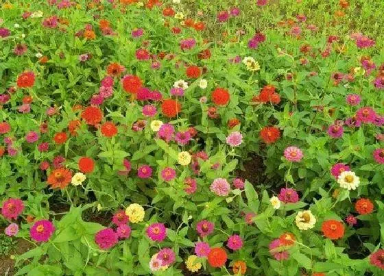植物百科|格桑花生长在什么地方
