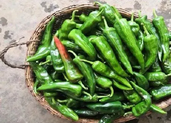 种植方法|青椒种植时间和方法