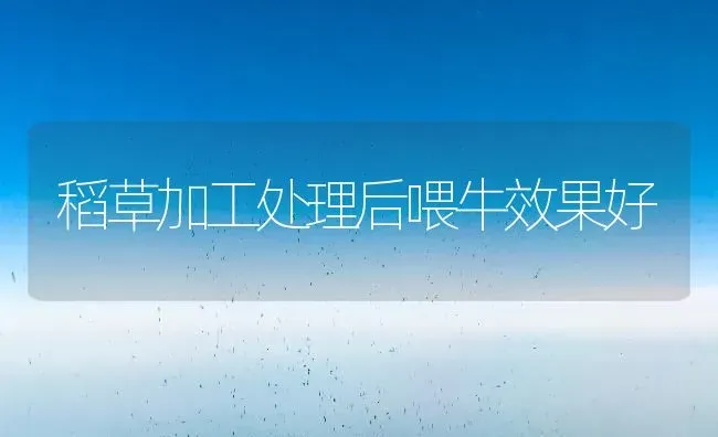 稻草加工处理后喂牛效果好 | 瓜果种植