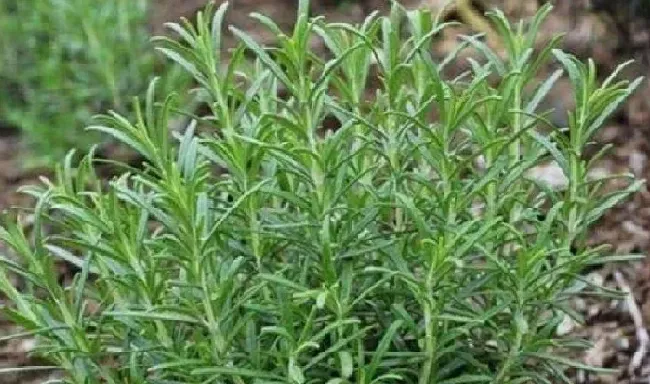 养殖科普|驱蚊的花有哪几种（养什么样的花可以驱蚊妙招）