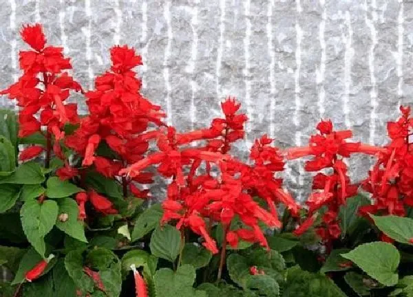 植物浇水|一串红怎么浇水方法