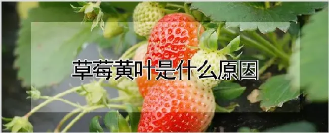 草莓黄叶是什么原因 | 耕种资料