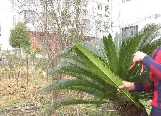 植物修剪|铁树什么时候剪枝合适