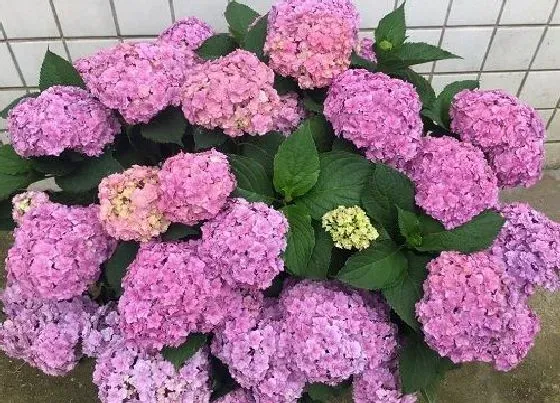 植物寓意|象征光明和希望的花 花语寓意代表着希望和光明的花