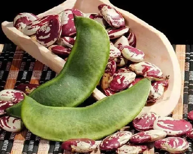 药用价值|蔓豆有什么药用价值