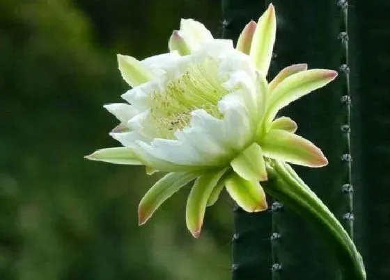 植物百科|龙骨会开花吗
