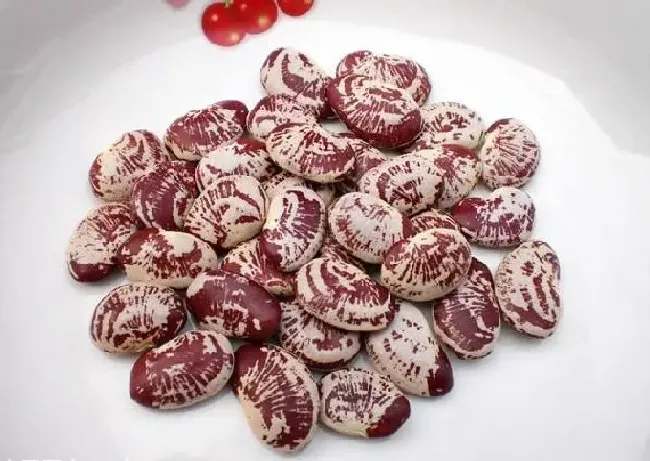药用价值|蔓豆有什么药用价值