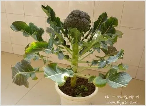 盆栽西兰花的种植方法及养护介绍 | 种植资料