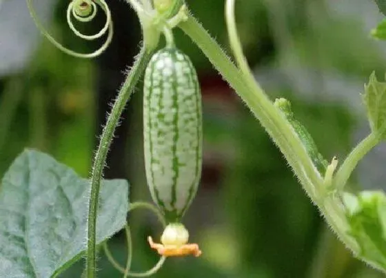 植物播种|拇指西瓜什么时候播种