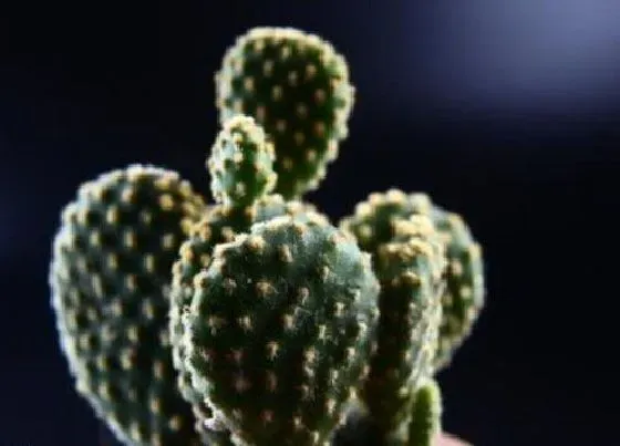 植物百科|黄毛掌开花吗 花期是几月