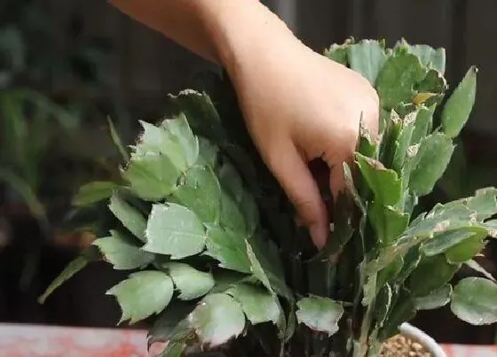 植物修剪|蟹爪莲怎么修剪方法