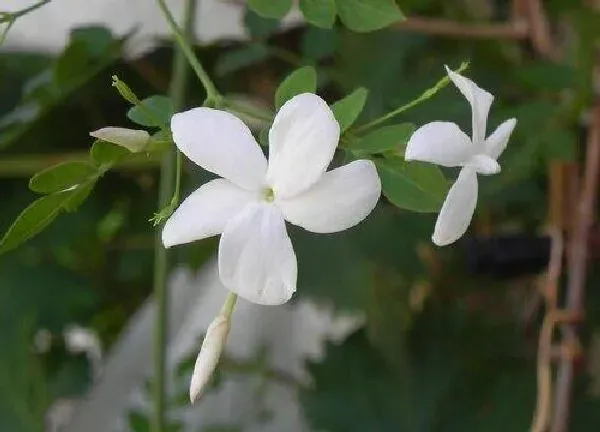 植物扦插|茉莉花的扦插方法