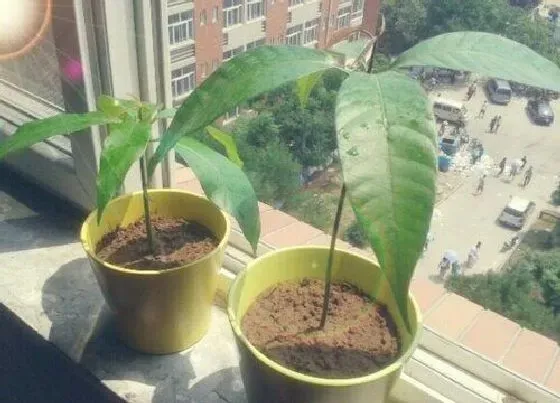 植物百科|芒果盆栽能结果吗