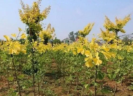 冬天植物|银杏树抗冻吗