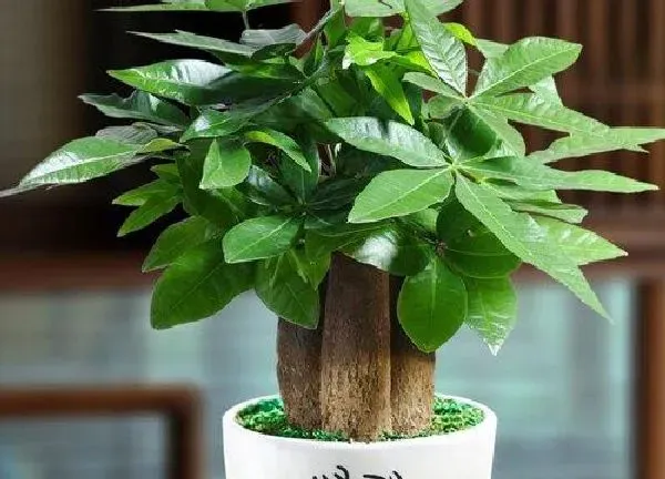 植物浇水|绿植可以浇可乐吗 可乐浇盆栽植物方法