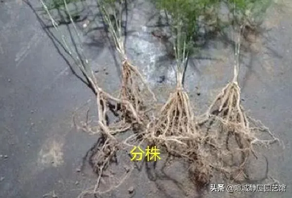 植物扦插|文竹常用的几种繁殖方法（文竹怎么繁殖需要注意什么）