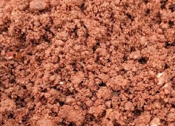 种植土壤|三角梅怎么配土 种植土壤配制方法