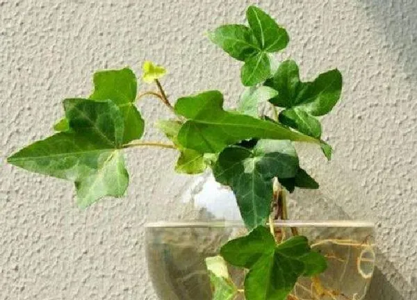 养殖方法|常青藤水培好还是土培好