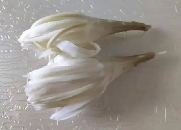 养殖科普|昙花剪下来怎么保存处理 昙花怎么晾晒做成干花