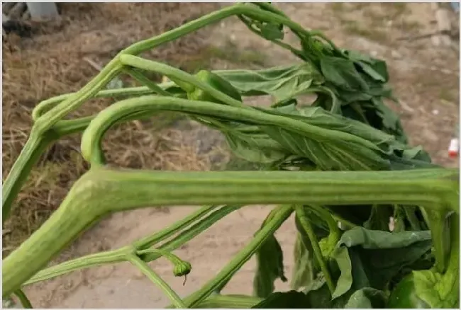 辣椒死棵怎么办？ | 种植技术